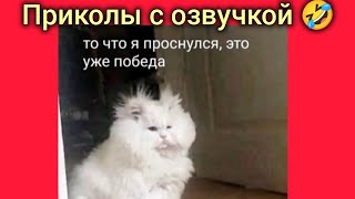 проснулся? смотри смешные картинки мемы котики приколы с озвучкой 🤣