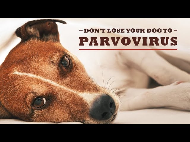 parvo cure home remedies