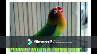 SUARA LOVEBIRD NGEKEK TANPA JEDA