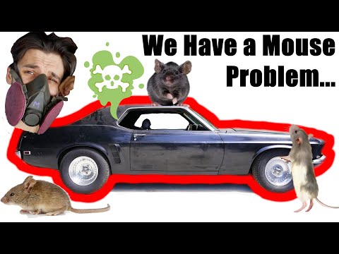 Mouse Infested Interior to Brand New, Mustang Rebuild