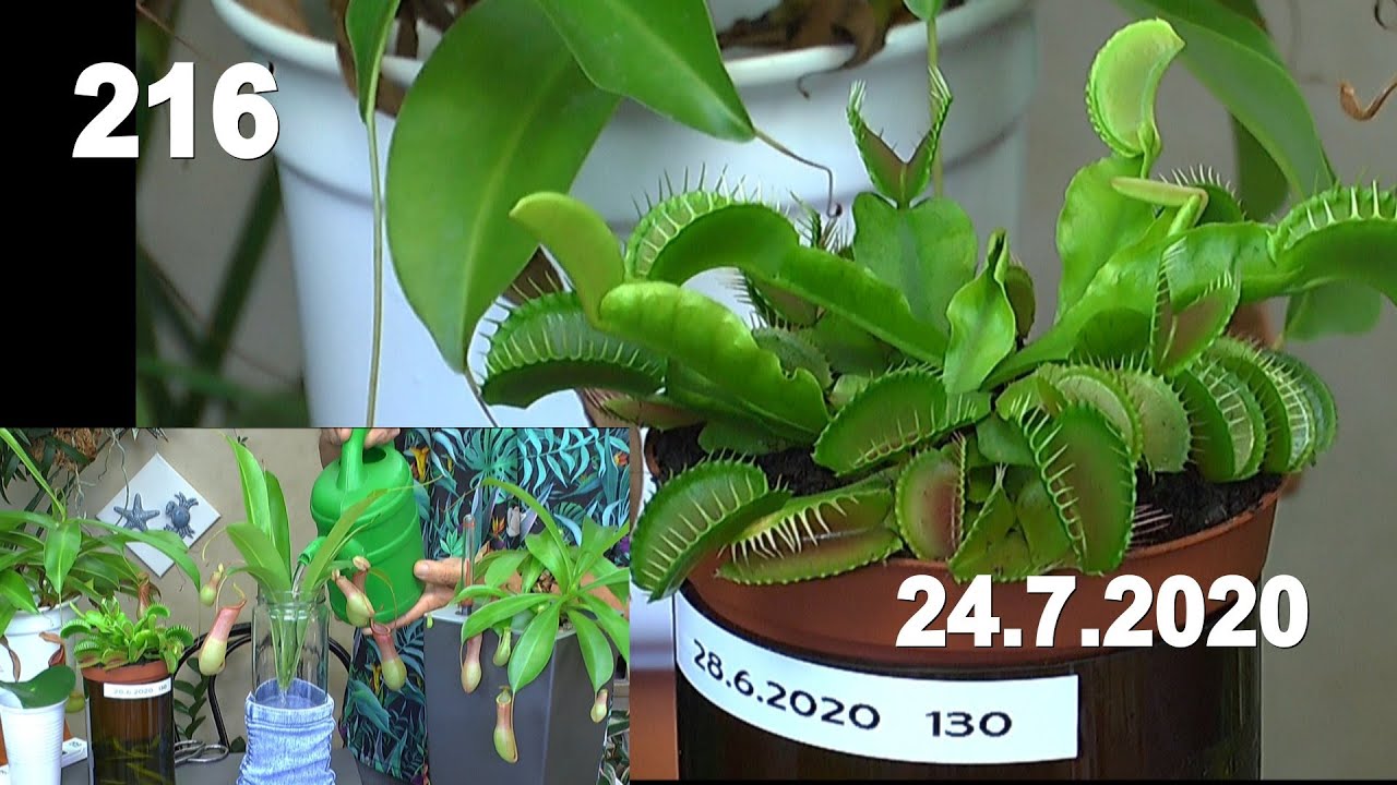 Zimmerpflanzen Spezial Karnivoren in der Pflege und Anzucht mit Insektenfallen wie düngen