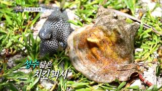 정글의법칙 in 캐리비언 130816 #19(4)