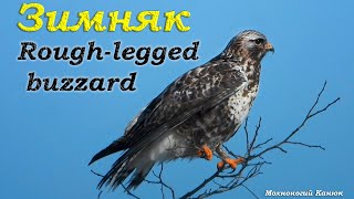 Зимняк / Мохноногий Канюк / Rough-legged buzzard