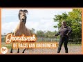 Grondwerk | De basis oefeningen