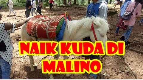 NAIK KUDA DI HUTAN PINUS MALINO