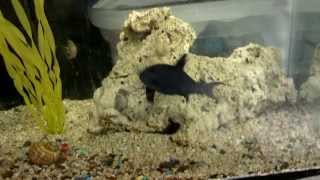 Niger Trigger and Blackmouth Chromis Feeding