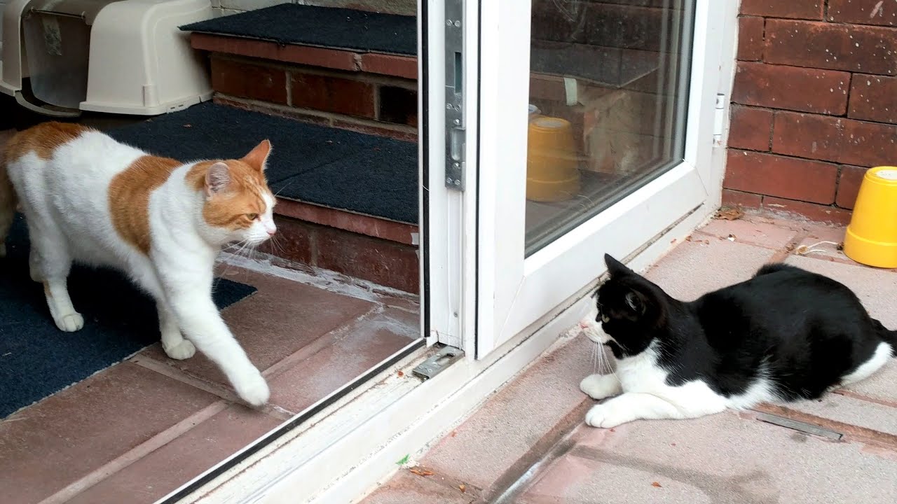 Sneak Cat Attack YouTube