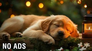 12 HOURS of Relaxing Music For Dogs 🐶 Dog Calming Music To Go To Sleep 💤💖 Soothing Anxiety Relief  🐾