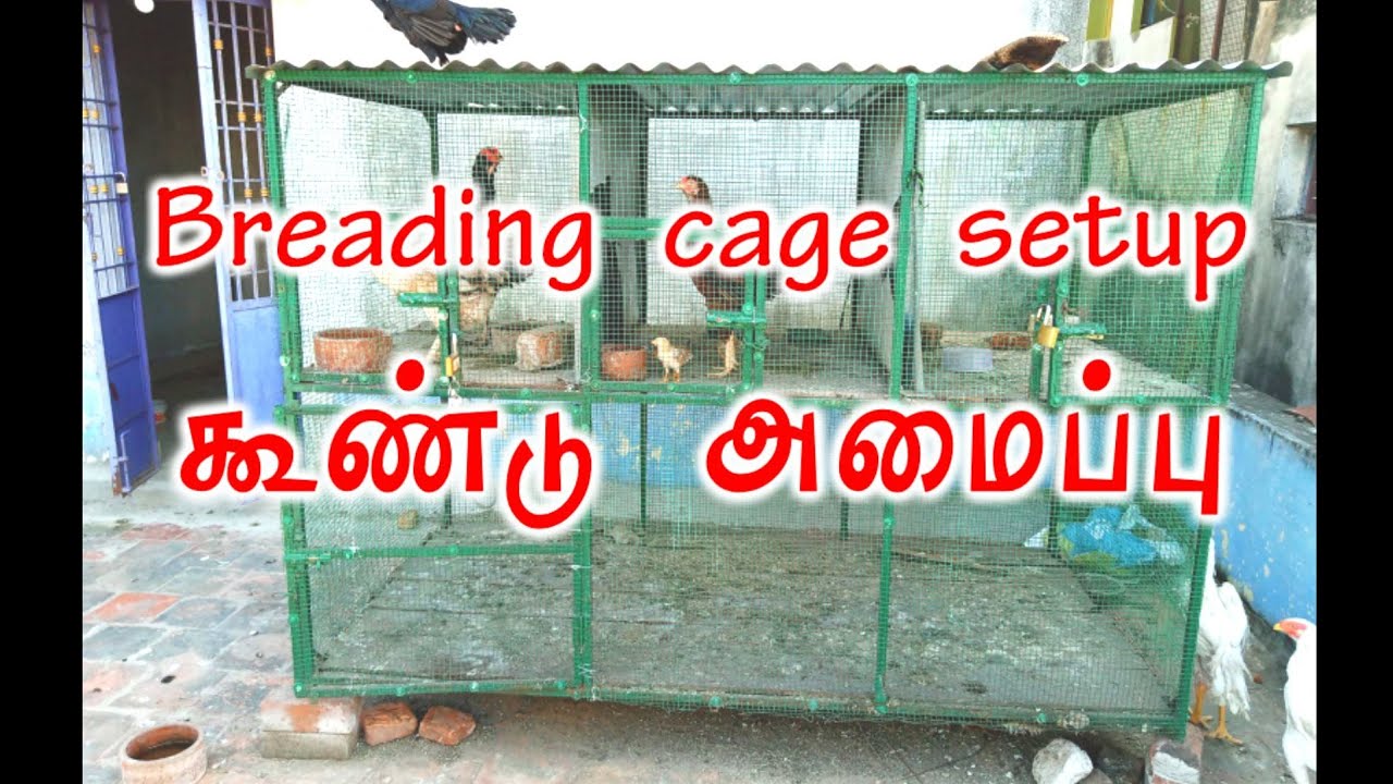 #breading cage setup #seval Marabu Kalai #இனபொருக்கம் கூண்டு முறை #சேவல் மரபு கலை