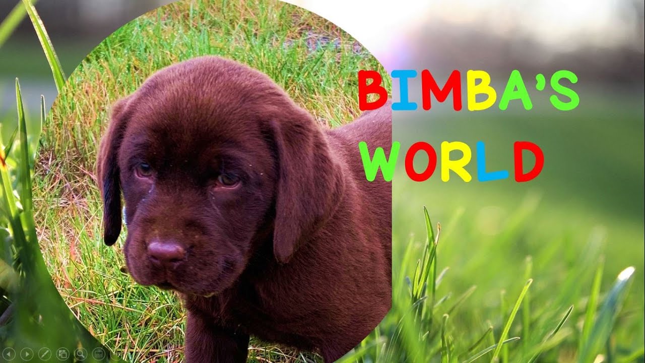 Bimba's World Episodio 1-  Bimba el cachorrito labrador ha encontrado un hogar