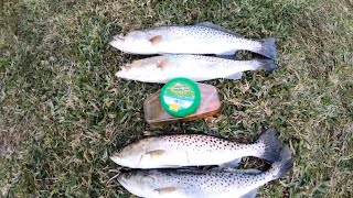 Gulp Shrimp -Trout Fishing review