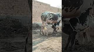 Janwar palna #cowfarming #cow #cattleworld #animals #dairyherd #lifeisbutadream