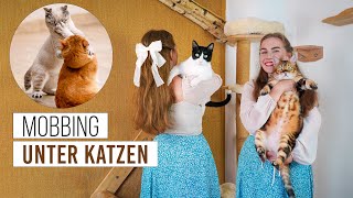 Mobbing unter Katzen / Was tun bei Streit im Katzenhaushalt? / aggressive Katze - Amely Rose