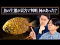 魚の生態が災害で分かった。どういうこと？