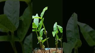 ATLI TIME LAPSE - Plant Growing Time Lapse: Lovely Beans Are Growing