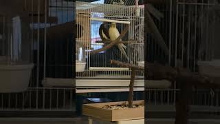잘땐 새장 속으로 들어가는 착한 울 앵이들 #왕관앵무 #cockatiel #bedtime