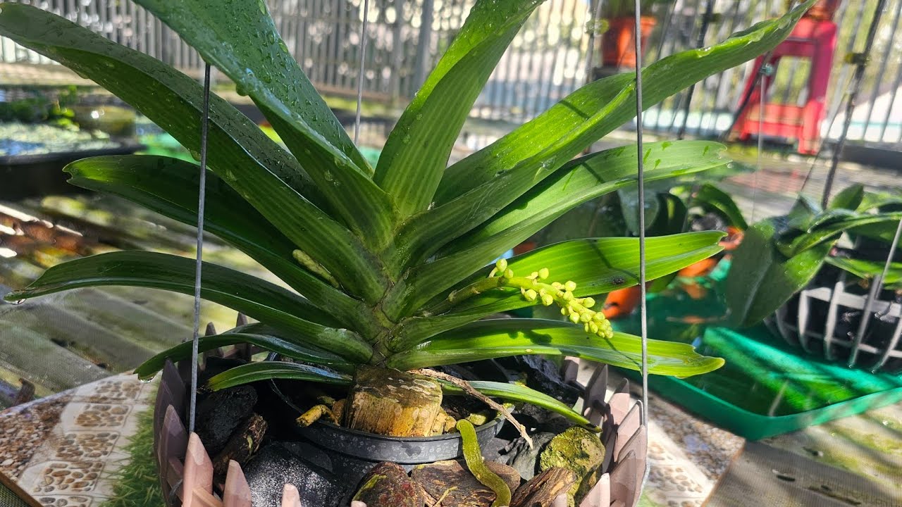 Chăm sóc lan ngọc điểm hạn chế vàng nụ.  Caring for orchids limits yellow buds.