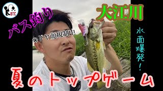 【バス釣り】大江川でトップウォーターゲーム！〜夏の朝練〜