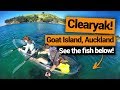  clear kayaking at goat island in auckland  new zealands biggest gap year