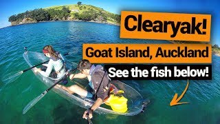 🚣 Clear Kayaking at Goat Island in Auckland – New Zealand's Biggest Gap Year