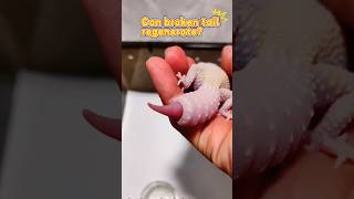 Can Geckos Broken Tail Grow Back?
