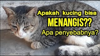 Penyebab kucing menangis