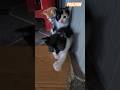 The Cat Logic is just different... 😂 #shorts #funnycats #kitten