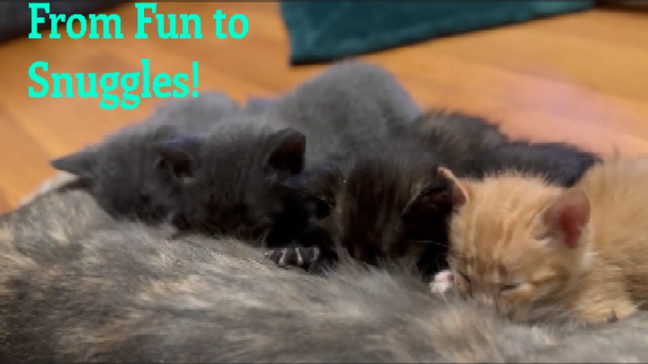 Adorable Kittens Play & Snuggle With Mom – Cutest Cat Moments🐱!
