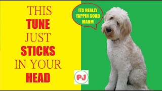 Do da Funk 'N Yap - PetJuvenate ® - www.petjuvenate.com - #petwellness #doglife #doglover #pets #pet screenshot 3