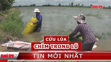 ⚡ Tin mới nhất | Người dân miền Tây tìm mọi cách cứu lúa chìm trong lũ