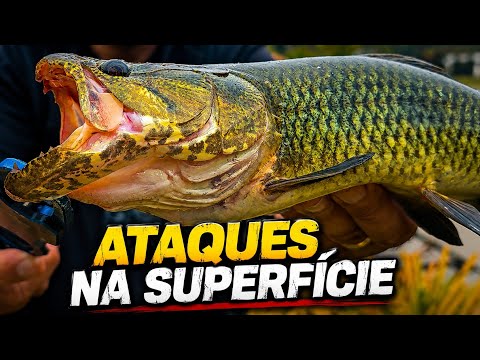 TRAÍRAS ATACANDO SEM PARAR! A PESCARIA FOI INSANA!