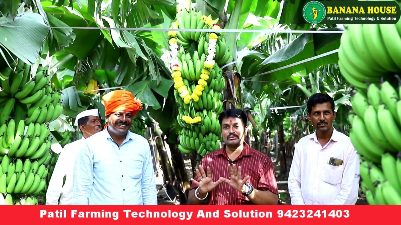 Banana House Barshi बार्शी सोलापूर बनाना हाऊस टीश्यू कल्चर केळी रोप #banana_house #banana #agritech