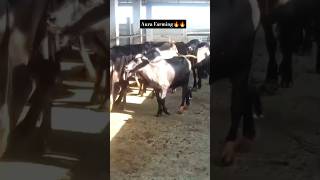 buffalo farming project🥰#cow #dairyherd #animals #trendingshorts