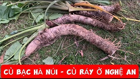 Cùng Tú Nga Đi Tìm Củ Ráy - Bạc Hà Núi Tặng Miễn Phí Cho Bà Con  || Du Lịch và Ẩm Thực