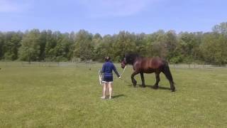 Lex limping 05152017