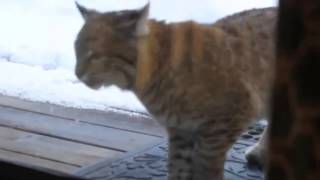 Кот и Рысь .Реакция кота-жесть Кот и Рысь .Реакция кота-жесть