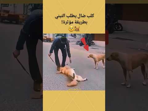 كلب ضال يطلب التبني بطريقة مؤثرة