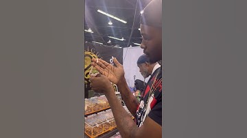 Albino California King @ The Reptile Super Show in Anaheim, CA! #reptiles #snake #reptilesupershow