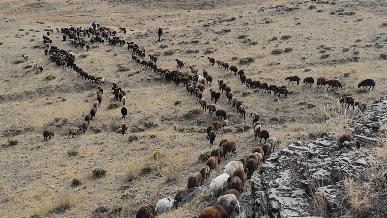 GÖÇ YOLCULUĞU BİTTİ KÖYE VARDIK - KURTLANAN KUZU.