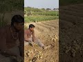 अपने खेत में काम कर रहेहैं 😯😯😯 #youtube #youtubeshorts #bolleywoodsong