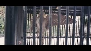 BURUNG FALK (PARKIT AUSTRALIA) GACOR SEPERTI GARUDA PANCASILA