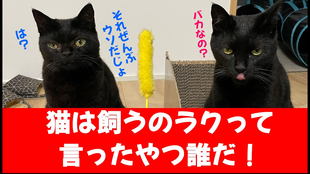 猫に奪われ続ける体力と時間/高級猫フードきた/話と違いすぎる猫のスタミナ YouTube 猫に奪われ続ける体力と時間/高級猫フードきた/話と違いすぎる猫のスタミナ YouTube