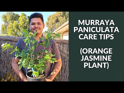 वीडियो: मुरैना नारंगी चमेली - बगीचे में नारंगी चमेली के पौधे उगाना