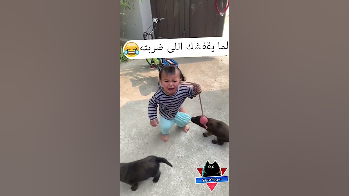 الكلب والبنطلون مضحك جداً - كلاب مضحكة - فيديوهات مضحكة - مواقف مضحكة - مقاطع مضحكة - دموع الكوميديا