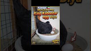 Ye moment miss mat karo! King Kabootar egg 🥚🔥#minivlog #minizoo #shortvideo #youtubeshorts #kabutar