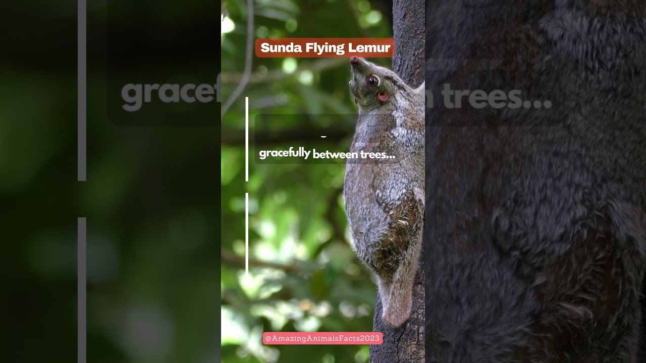 Sunda Flying lemur