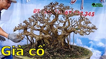 ✅Giới thiệu nhiều cây mịn đẹp cho ae chơi cây cảnh bonsai(Mr.Đại 0967828345)✔️BShp
