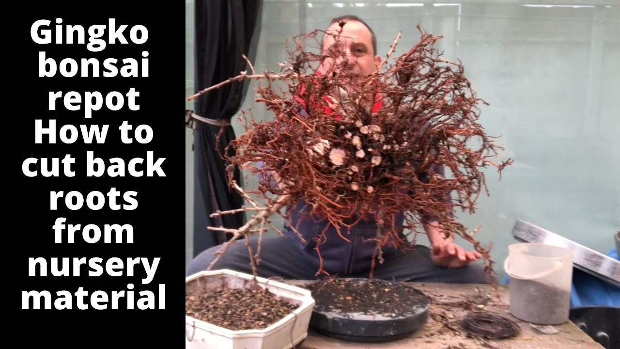 Gingko bonsai repot Gingko bonsai tree Reducing nursery roots heavily to fit into bonsai pot