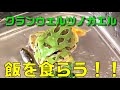 【カエル飼育】クランウェルツノガエル（グリーン）のエサやり：幼生から成体への飼い方【オタマジャクシ】Frog
