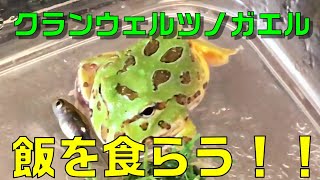 【カエル飼育】クランウェルツノガエル（グリーン）のエサやり：幼生から成体への飼い方【オタマジャクシ】Frog